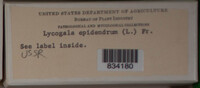 Lycogala epidendrum image